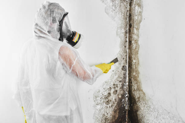 Best Toxic Mold Removal  in White Pine, TN