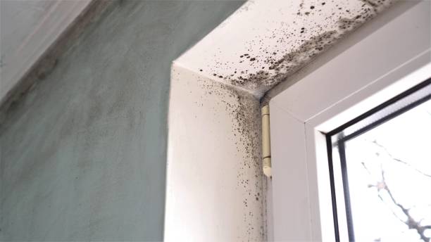 Best Professional Mold Removal  in White Pine, TN