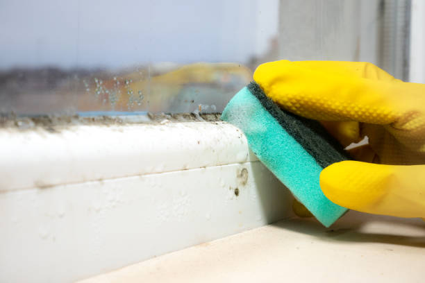 Best Black Mold Removal  in White Pine, TN