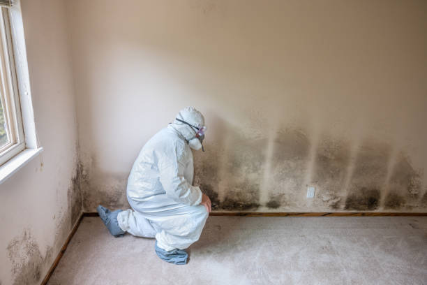 Best Home Mold Removal  in White Pine, TN