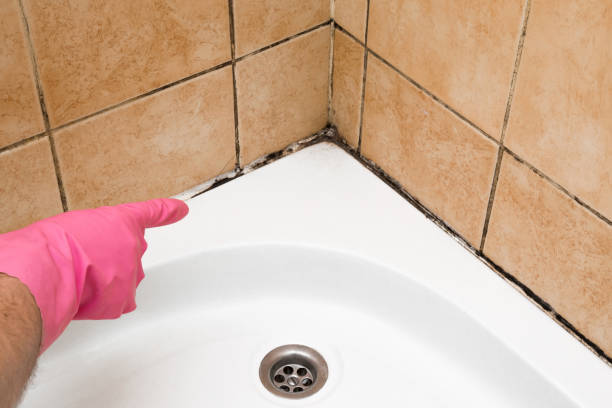 Best Black Mold Removal  in White Pine, TN